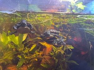 Nachzucht Rückenstreifen Zierschildkröte