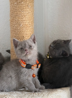 bkh kitten