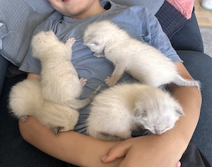 Heilige Brima Siam mix Kitten 