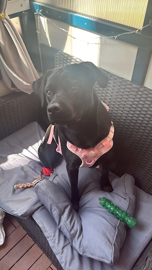 Labrador Mix Nala 