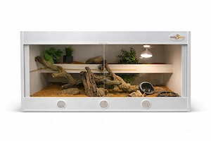 Leopardgecko mit hochwertigem Terrarium