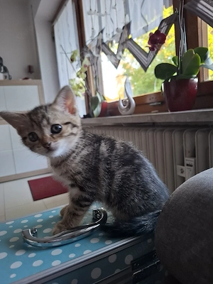 Babykatze 