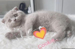2 zuckersüße BKH-BLH Kitten sind ab sofort bereit für ihr neues Zuhause.