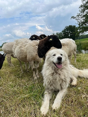 Maremmano Herdenschutzhund Hund Rüde