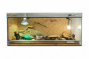 Zwergbartagame mit Terrarium
