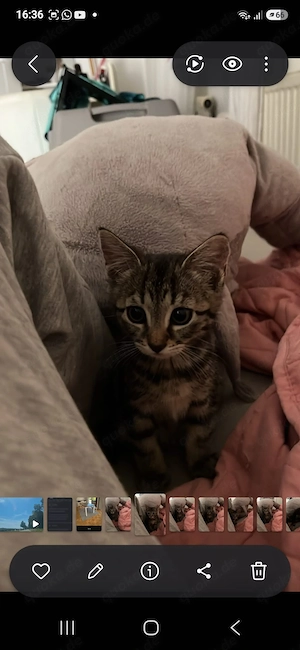 süße kleine Maus abgabebereit 
