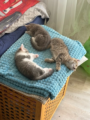 3 tabby Kittens 