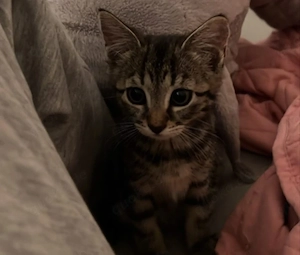 süße kleine Maus abgabebereit 