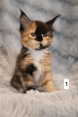 Maine Coon Kitten's