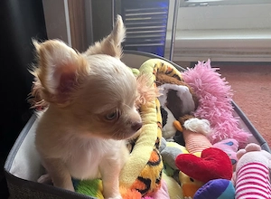 Verkaufe: Reinrassige Langhaar Chihuahua Welpen 