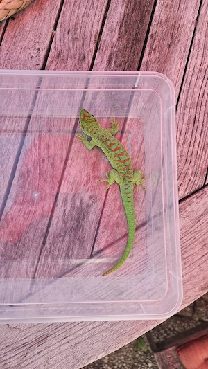 1,0,0 Phelsuma Grandis   Großer Madagaskar Taggecko NZ 2025 abzugben