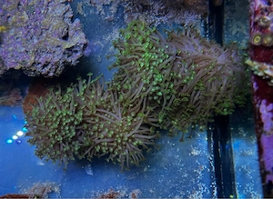 Meerwasser Koralle Alveopora ca. 25cm lang 