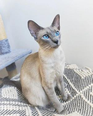 Siamkatze blue-point