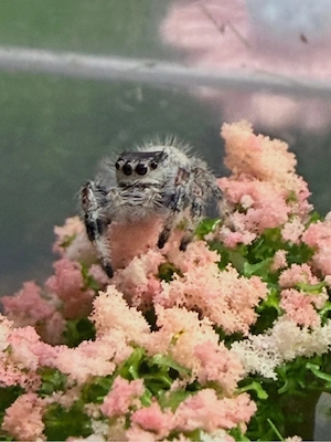 phidippus regius nordflorida springspinne 