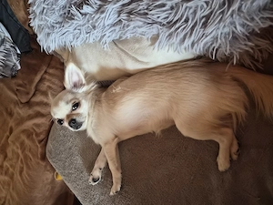 Chihuahua Mädel  1 Jahr alt