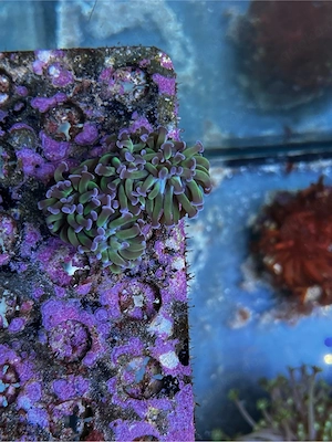 Meerwasser Koralle Euphyllia Paraancora Sp.