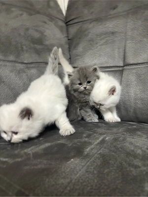 Britsch Katzen 