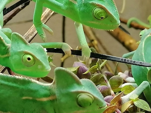 Jemenchamäleon Chamäleon
