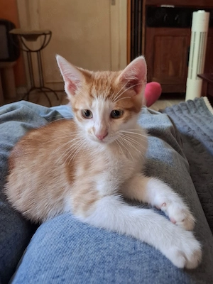 Maine Coon Bkh Mix Kater