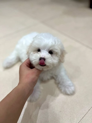 Bezaubernder Maltipoo-Welpe sucht ein liebevolles Zuhause!