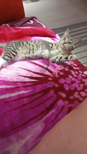 Junge Katze ab zu geben 