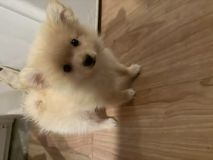 Pomeranian Deutsche Spitz