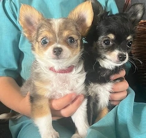 entzückende Chihuahua-Welpen (männlich und weiblich) suchen ein liebevolles Zuhause.