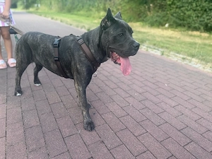 Cane Corso Blau Blue Brindle 7 monate hündin