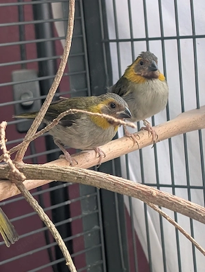 Kubafink 0.1 von 26