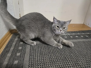 britisch kurzhaar kater 