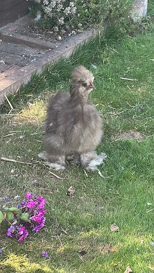 US Silkie Hähne in mottled und mauve 