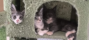Wunderschöne Maine Coon Kitten creme 