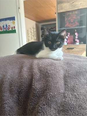 liebe katzen dame sucht ein schönes zuhause 