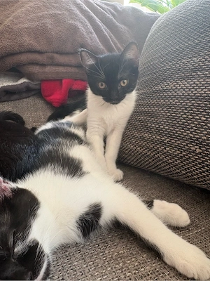 liebe katzen-dame sucht liebevolles zuhause 