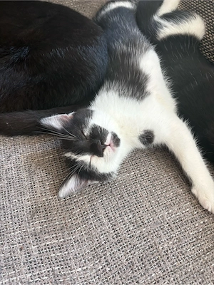 2 weibchen suchen ein liebevolles zuhause 