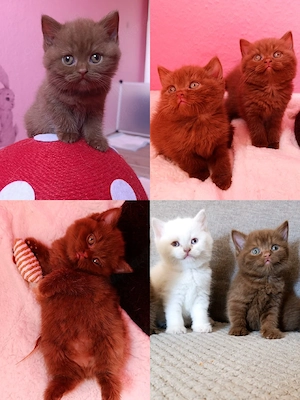 Reinrassige BKH BLH Bärchen in den seltenen Farben Cinnamon und Fawn Point 