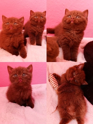 Britisch Kurzhaar Cinnamon Kitten 