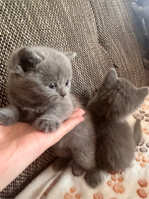 5 Britisch Kurzhaar (BKH) Kitten zu verkaufen   