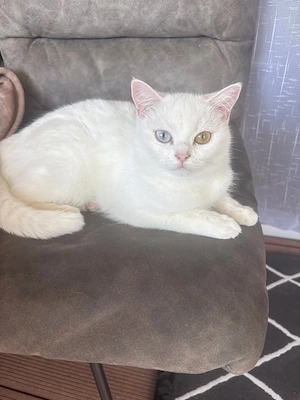 BKH kitten
