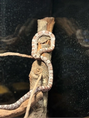 Pantherophis gutattus Kornnatter anery 