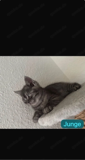    5 bezaubernde British-Kurzhaar-Kitten suchen ein liebevolles Zuhause   