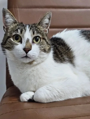 Dovilé Hoffungsvolles Katzenmädel sucht harmonische Familie