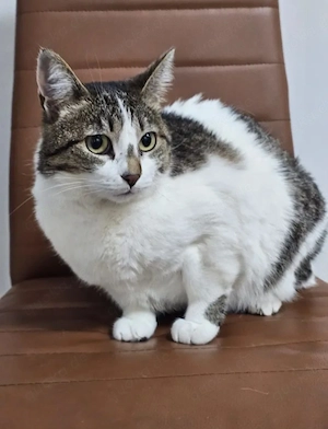 Dovilé Hoffungsvolles Katzenmädel sucht harmonische Familie