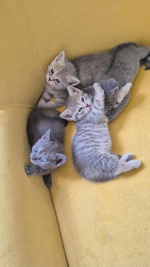 4 britisch kurzhaar kitten