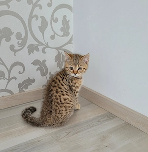Zuckersüße BKH-Kitten