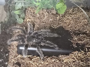Brasilianische Riesenvorgelspinne ( Lasiodora Parahybana) Weibchen inklusive Terrarium