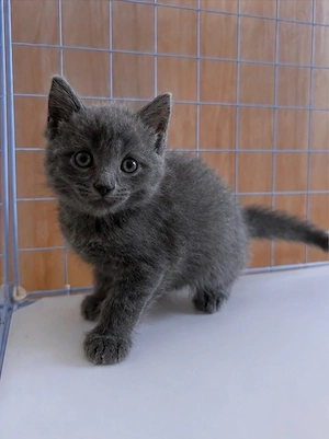 Mischlings Kitten männchen 