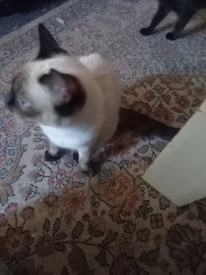 hauskatzen