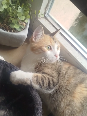 Katze zu verkaufen. 