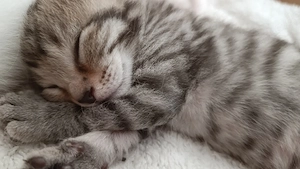 Katzenbabys suchen bald neues Zuhause 